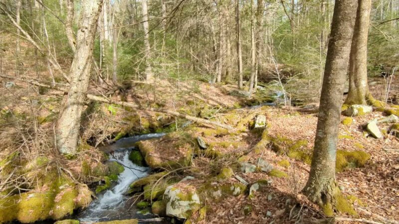 Neversink River Unique Area - Cuddebackville, NY