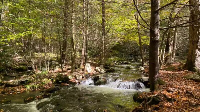 Neversink River Unique Area - Cuddebackville, NY