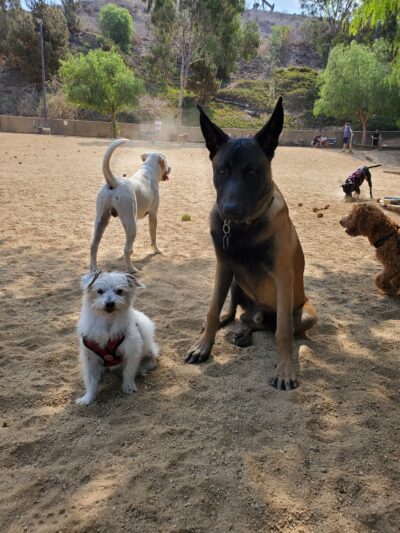 Boneyard Dog Park - Culver City, CA