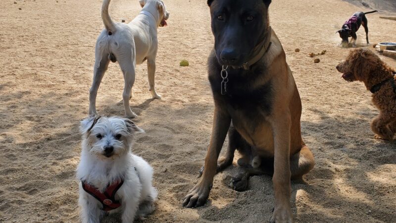 Boneyard Dog Park - Culver City, CA