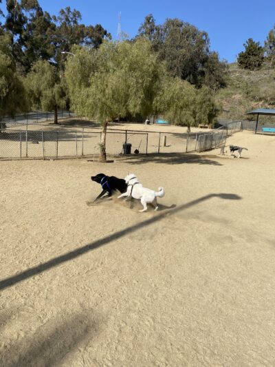 Boneyard Dog Park - Culver City, CA
