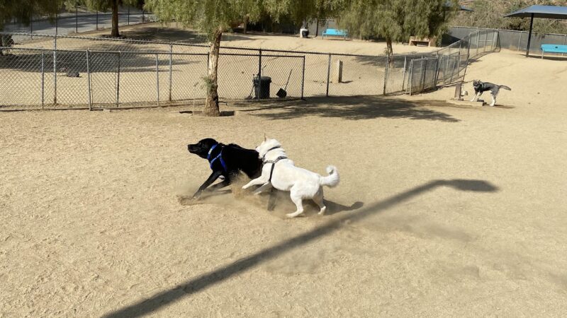 Boneyard Dog Park - Culver City, CA