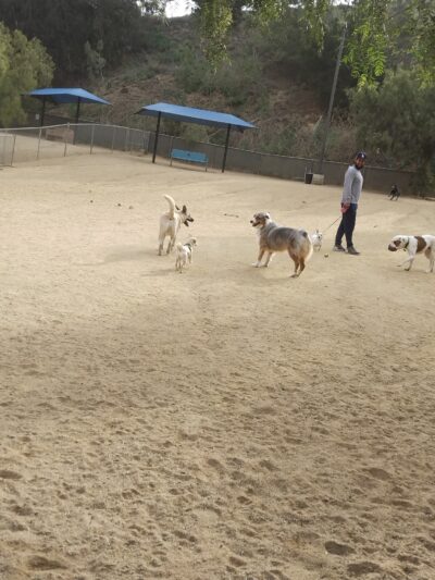 Boneyard Dog Park - Culver City, CA