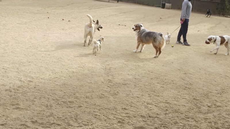 Boneyard Dog Park - Culver City, CA