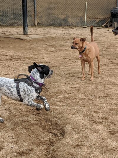 Boneyard Dog Park - Culver City, CA