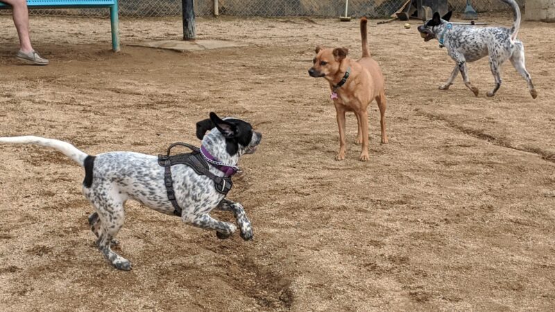 Boneyard Dog Park - Culver City, CA