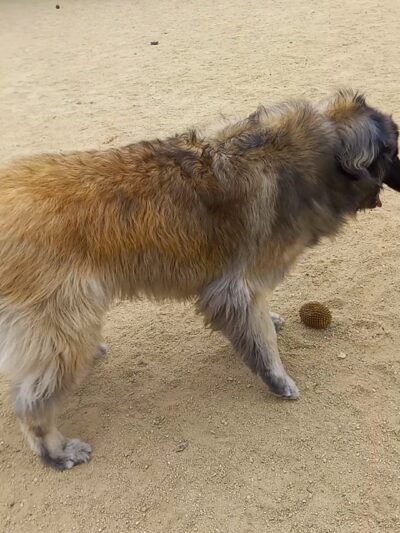 Boneyard Dog Park - Culver City, CA
