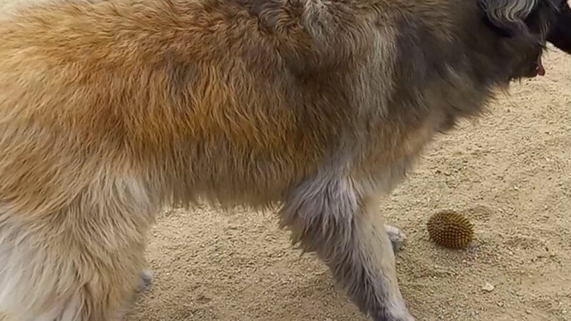 Boneyard Dog Park - Culver City, CA
