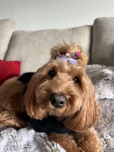 Curls and Paws LLC- NJ & NYC Pet Sitting & Dog Walking services - ,