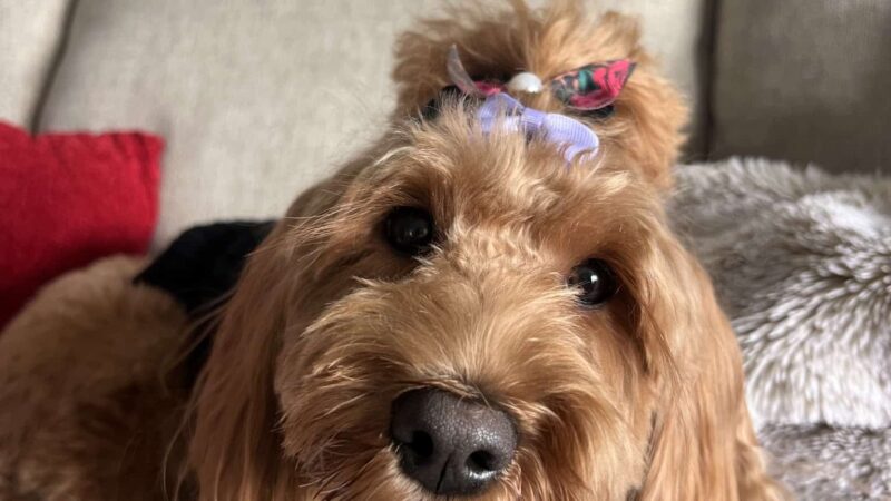 Curls and Paws LLC- NJ & NYC Pet Sitting & Dog Walking services - ,