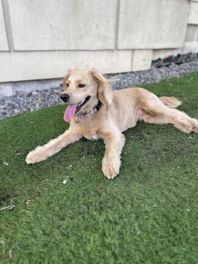 Curls and Paws LLC- NJ & NYC Pet Sitting & Dog Walking services - ,