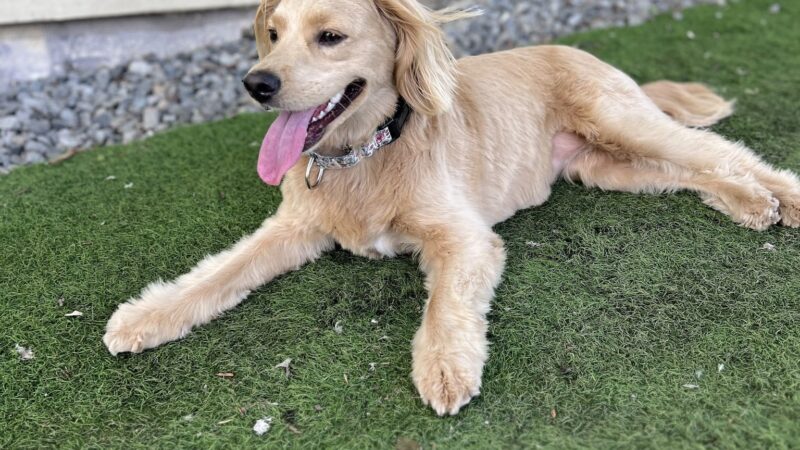 Curls and Paws LLC- NJ & NYC Pet Sitting & Dog Walking services - ,