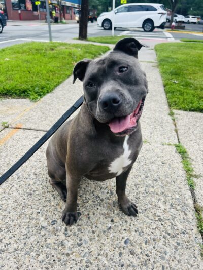 Curls and Paws LLC- NJ & NYC Pet Sitting & Dog Walking services - ,