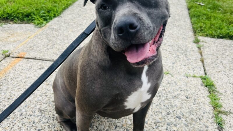 Curls and Paws LLC- NJ & NYC Pet Sitting & Dog Walking services - ,