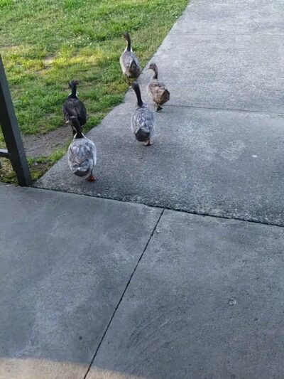 Dallas Park - Dallas, NC