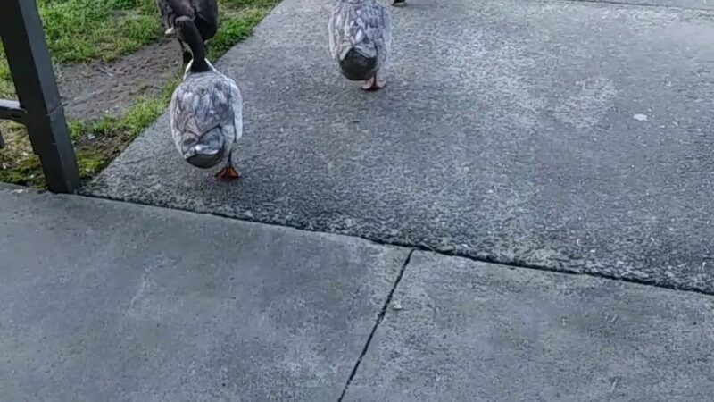 Dallas Park - Dallas, NC