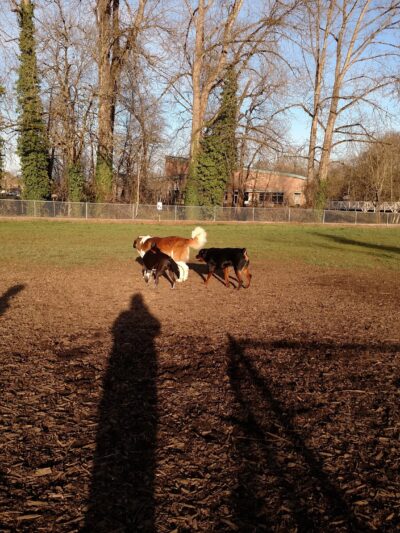 Central Bark Park - Dallas, OR