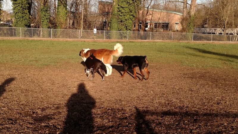 Central Bark Park - Dallas, OR