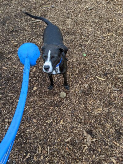 Central Bark Park - Dallas, OR