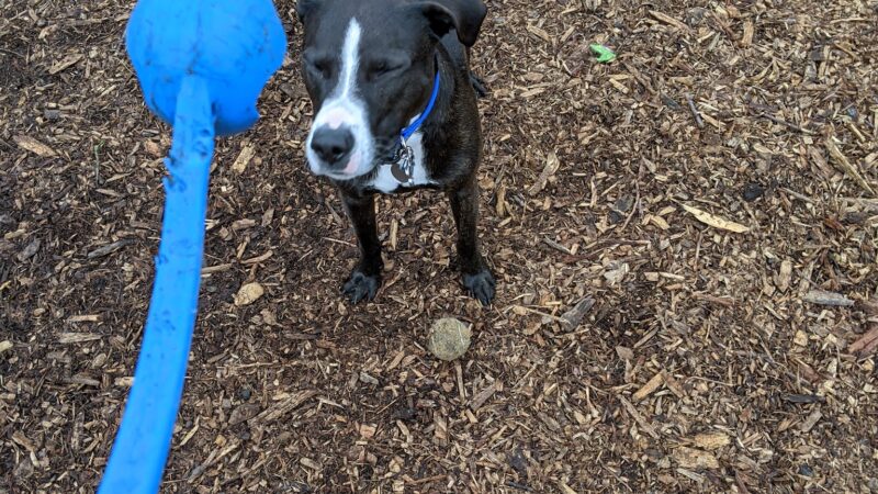 Central Bark Park - Dallas, OR