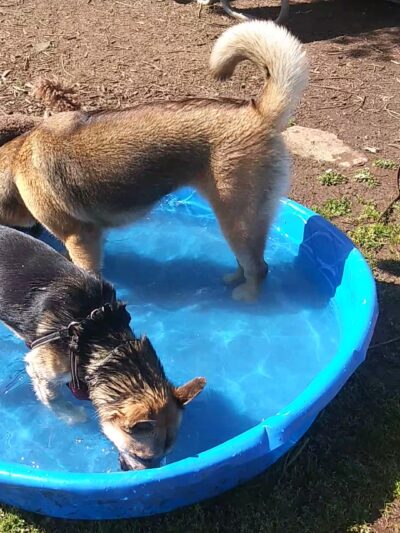 Central Bark Park - Dallas, OR