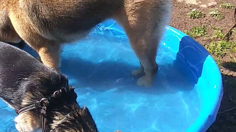 Central Bark Park - Dallas, OR
