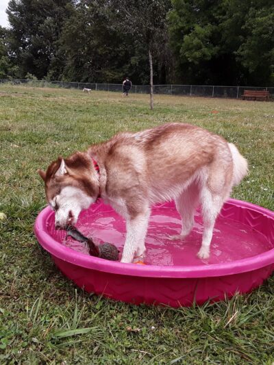 Central Bark Park - Dallas, OR