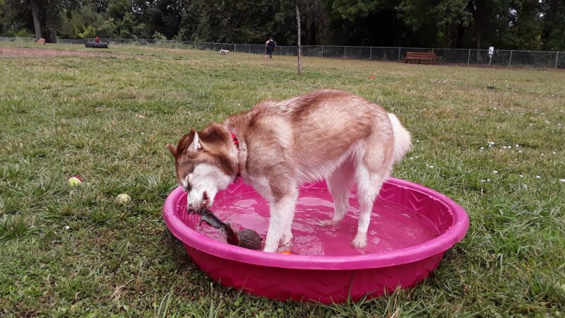 Central Bark Park - Dallas, OR