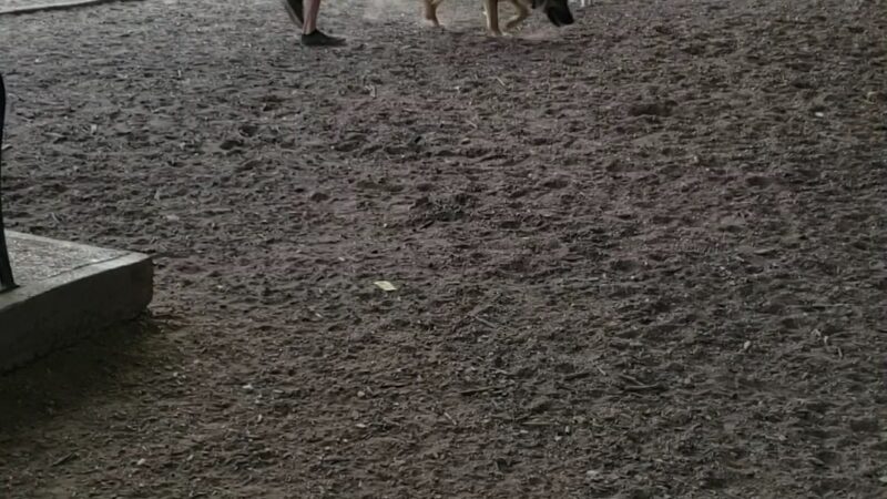 Bark Park Central - Dallas, TX