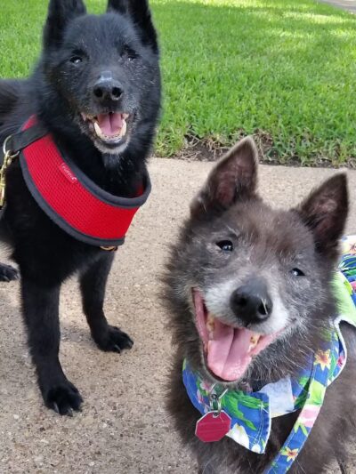 Central Commons Community Dog Park - Dallas, TX
