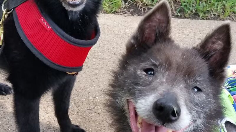 Central Commons Community Dog Park - Dallas, TX