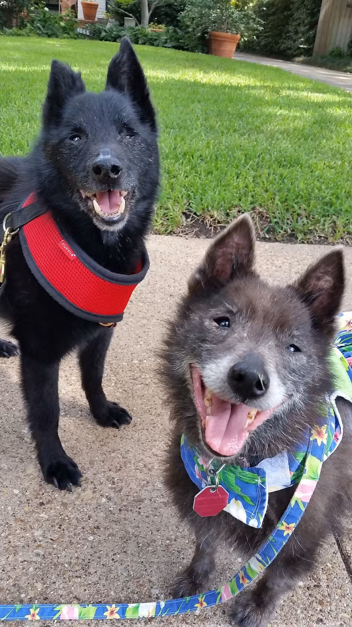 Central Commons Community Dog Park - Dallas, TX