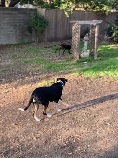 Central Commons Community Dog Park - Dallas, TX