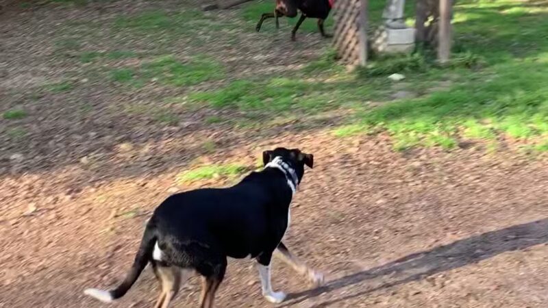 Central Commons Community Dog Park - Dallas, TX