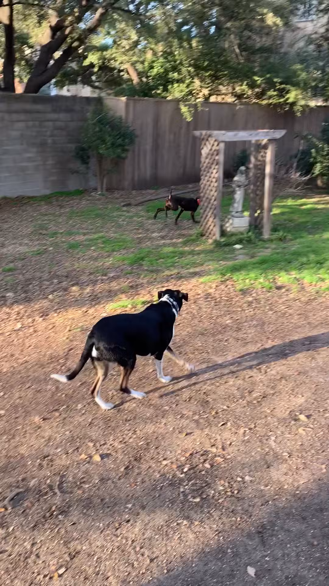 Central Commons Community Dog Park - Dallas, TX