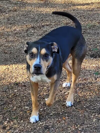 Central Commons Community Dog Park - Dallas, TX