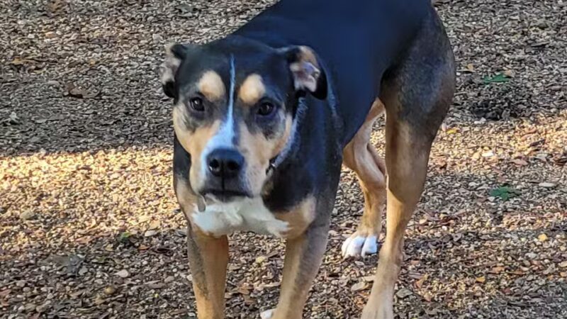 Central Commons Community Dog Park - Dallas, TX
