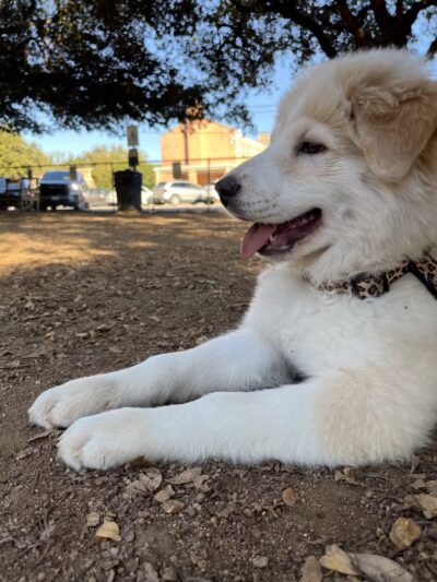 Central Commons Community Dog Park - Dallas, TX