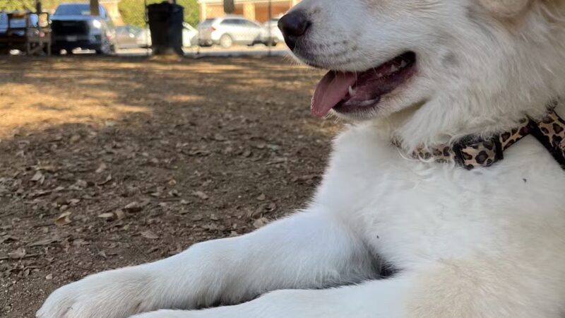 Central Commons Community Dog Park - Dallas, TX