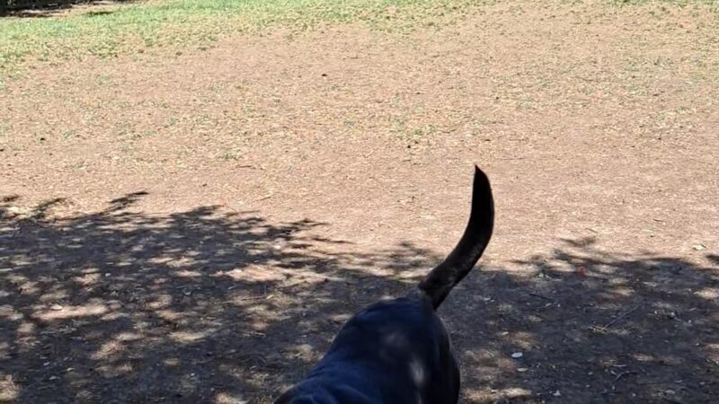 Crockett Dog Park - Dallas, TX