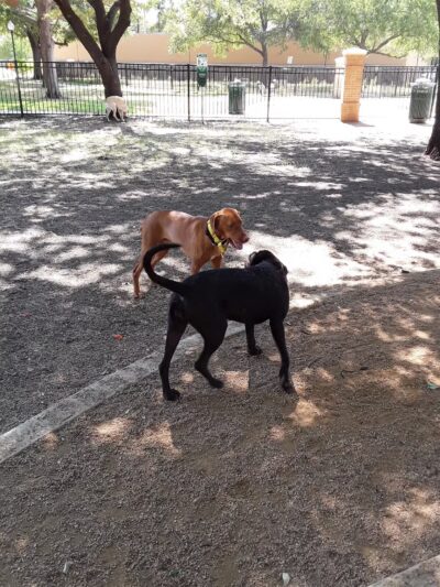 Crockett Dog Park - Dallas, TX