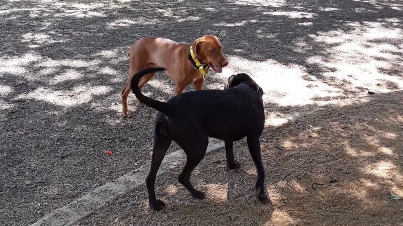 Crockett Dog Park - Dallas, TX