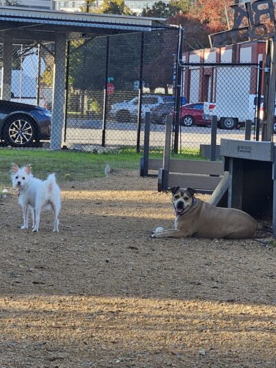 Deep Ellum Lofts Dog Park - Dallas, TX
