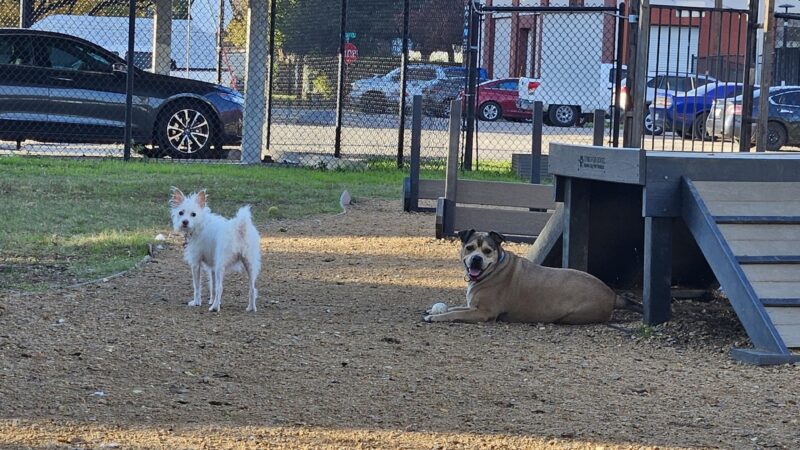 Deep Ellum Lofts Dog Park - Dallas, TX