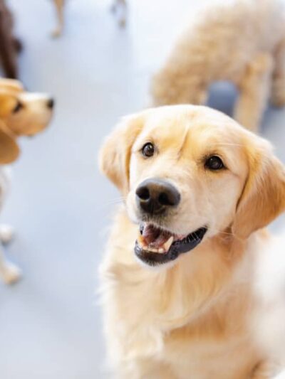 Dog City - Dallas, TX