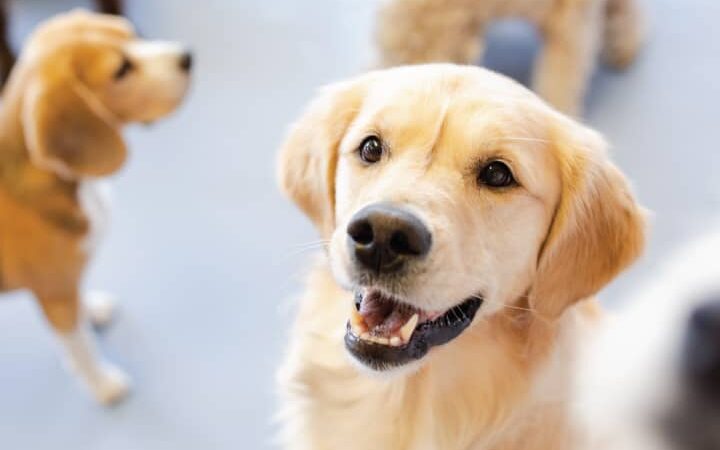 Dog City - Dallas, TX