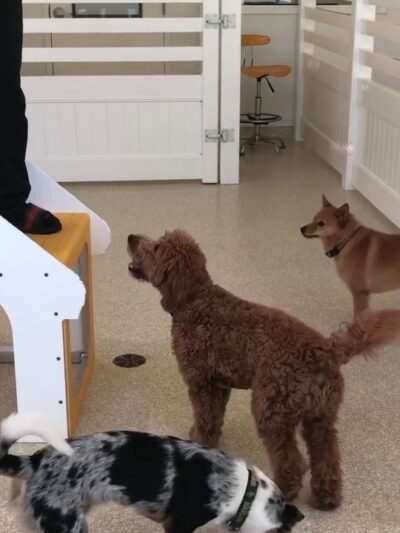 Dog City - Dallas, TX