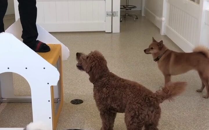 Dog City - Dallas, TX