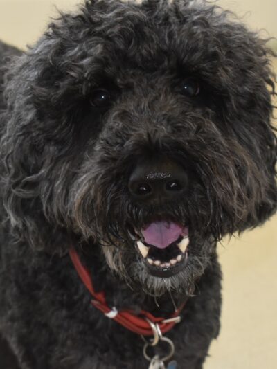 Dog City - Dallas, TX