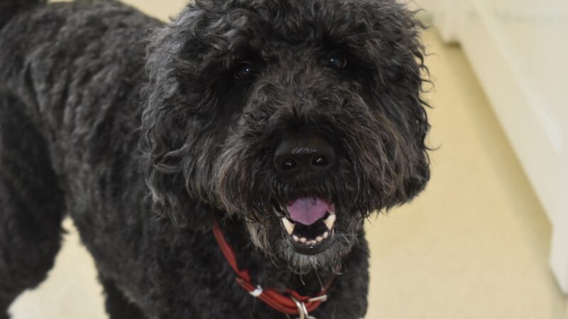 Dog City - Dallas, TX